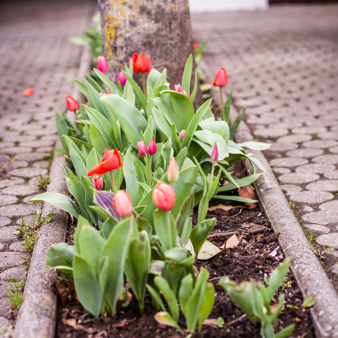 concrete garden border