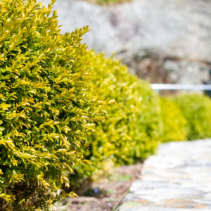 boxwood garden border