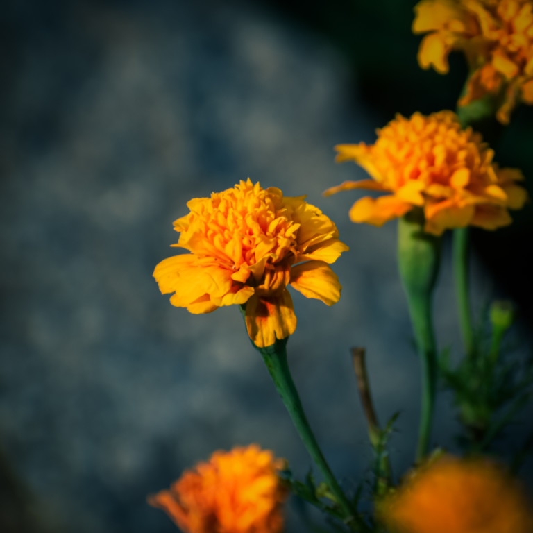 marigolds for companion planting