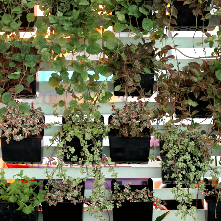 vertical urban gardening