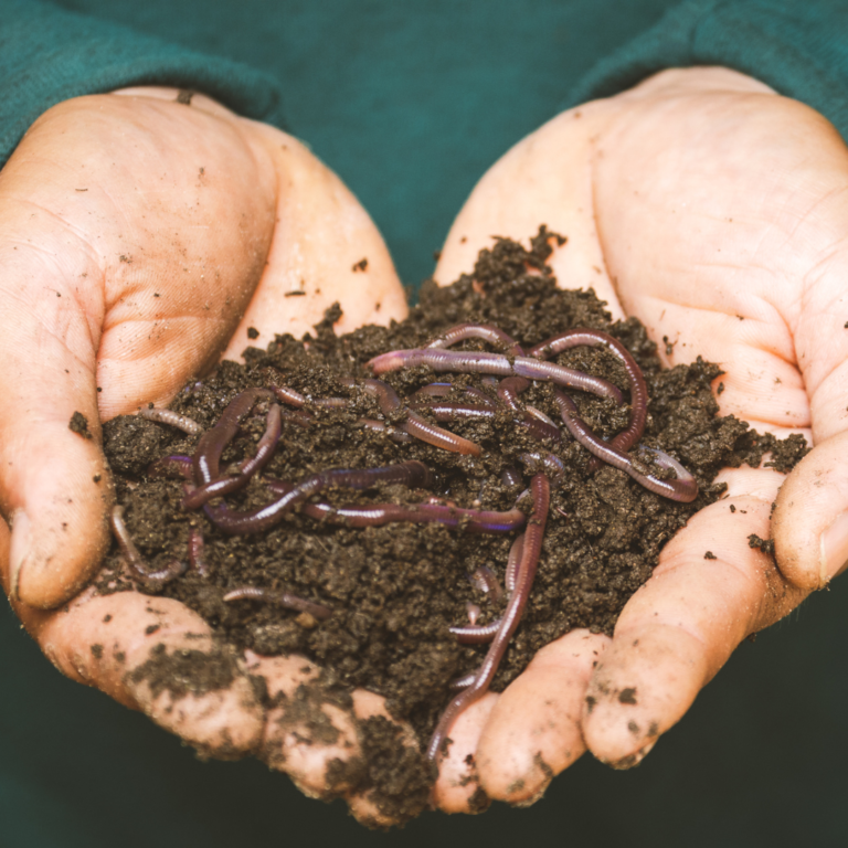 worm castings