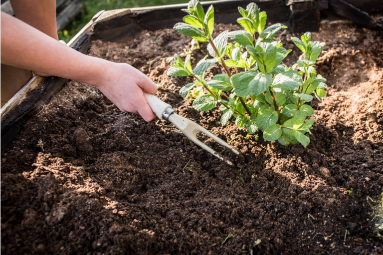 garden bed