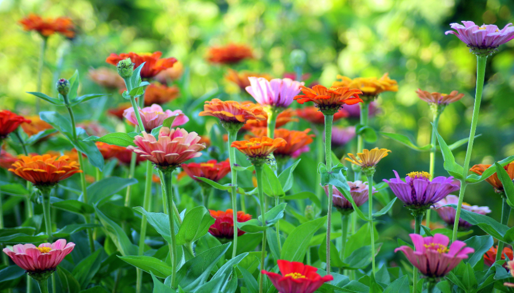 pollinator garden