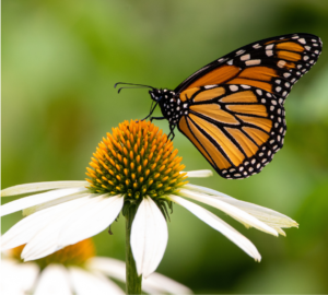 butterfly pollinator garden