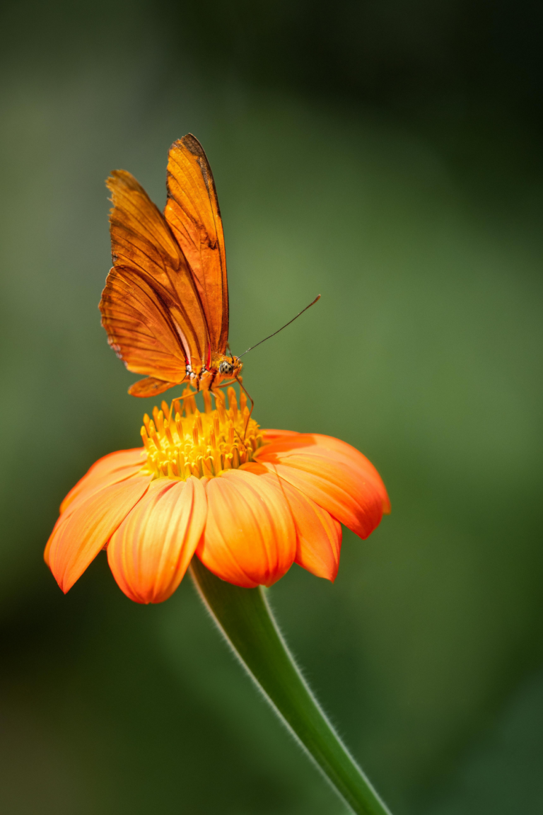 butterfly garden