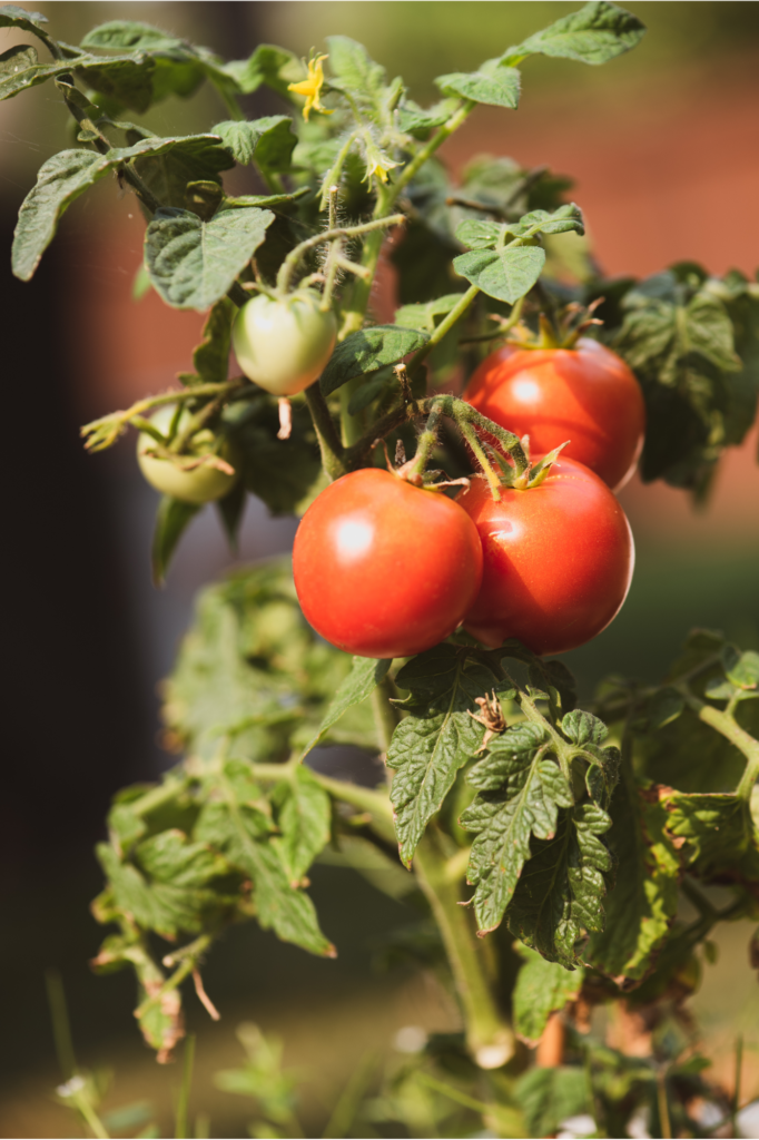 tomatoes