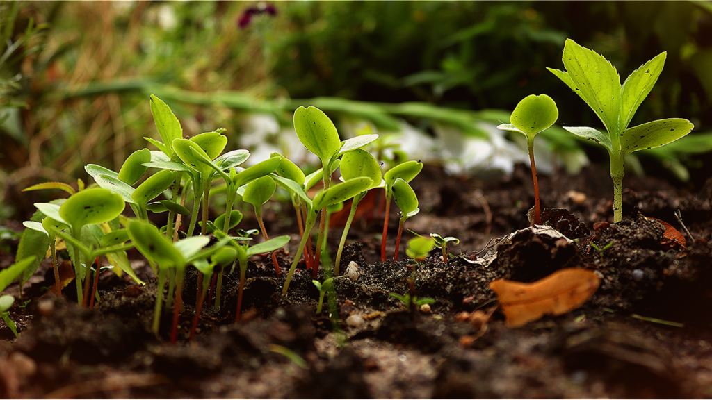 permaculture garden