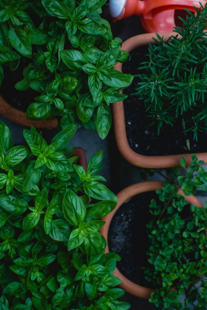 permaculture garden